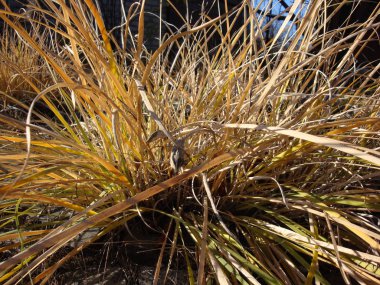 Kurutulmuş sarı kahverengi bush çim gökyüzüne uzanır