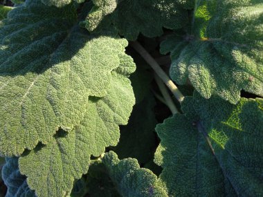 Tıbbi bitki dulavratotu (Arctium fındık). Yaprak ve kök koyu ahşap arka plan üzerinde. Saç Bakımı ve tedavisi için kullanılır. Kare görüntü