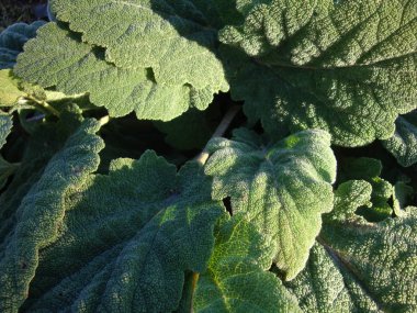 Tıbbi bitki dulavratotu (Arctium fındık). Yaprak ve kök koyu ahşap arka plan üzerinde. Saç Bakımı ve tedavisi için kullanılır. Kare görüntü
