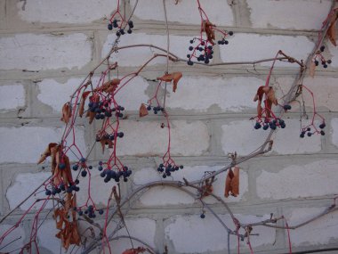 Tuğla doku çatlaklar ve çizikler ile arka plan olarak kullanılabilir