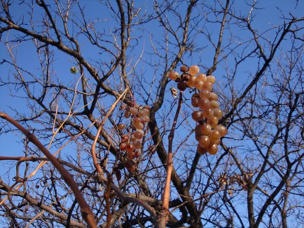 Raisins Blancs Dans Vignoble Gros Plan — Photo