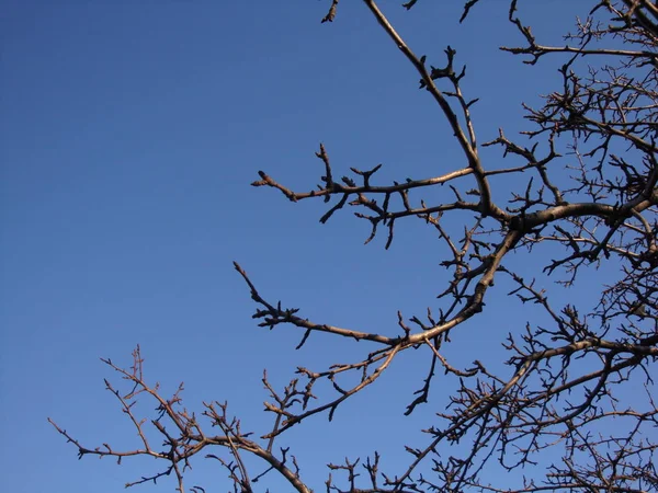 Ξηρή Δέντρο Στον Ουρανό Φόντο Μπλε — Φωτογραφία Αρχείου