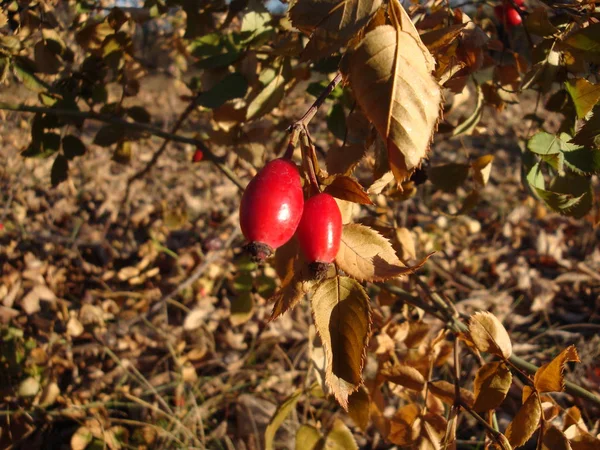 Detailed View Four Rosehips Bushes Leaves Sunlight Autumn Day Blue — Stock Photo, Image