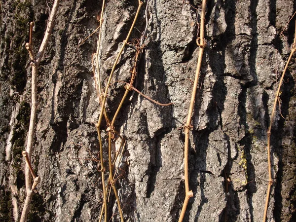 Struktur Torra Träd Och Bark Levande Träd Bruna Nyanser Naturen — Stockfoto