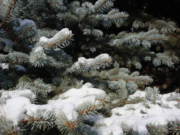 Winter Snowflakes Clung Beautifully Christmas Tree Branches Good New Year — Stock Photo, Image