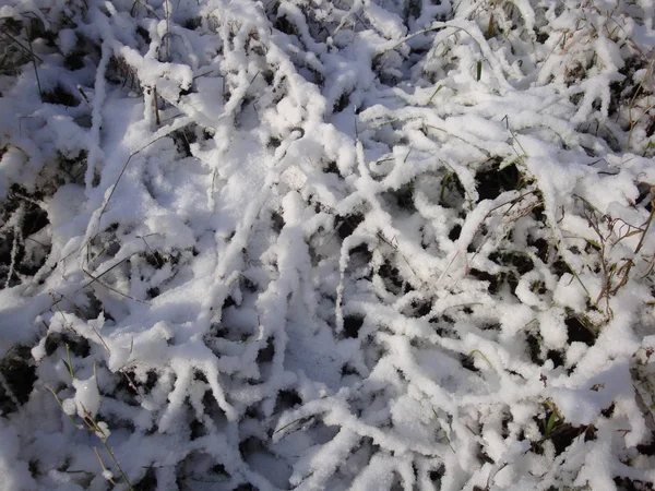Сніжинки Зеленій Траві Який Фокус Красивий Білий Сніг Холодною Погодою — стокове фото