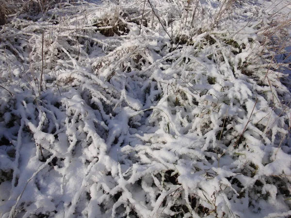 Сніжинки Зеленій Траві Який Фокус Красивий Білий Сніг Холодною Погодою — стокове фото