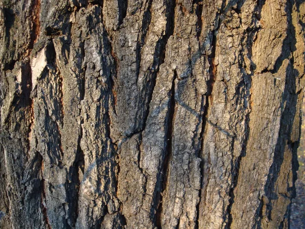 Структура Сухих Деревьев Коры Живых Деревьев Коричневые Очки Природа — стоковое фото
