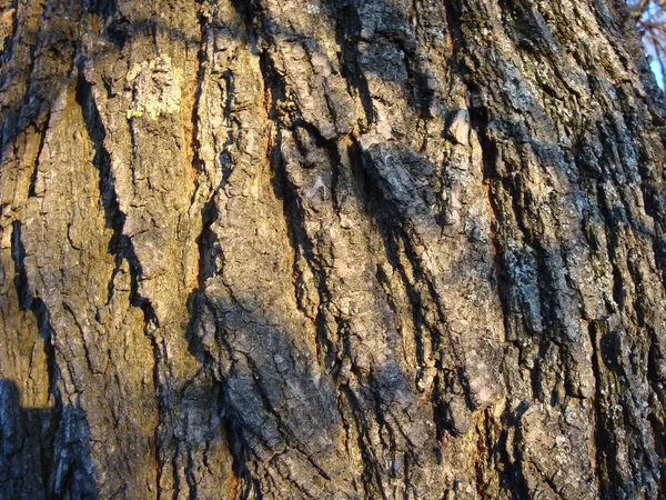 Estrutura Árvores Secas Casca Árvores Vivas Sombras Castanhas Natureza — Fotografia de Stock