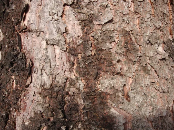干燥树木的结构和活树的树皮 棕色阴影 — 图库照片