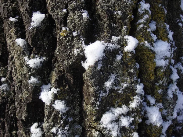 Структура Сухих Дерев Кори Живих Дерев Коричневі Відтінки Сніг — стокове фото