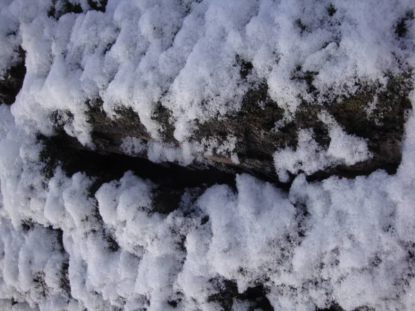 Struktur Trockener Bäume Und Rinde Lebender Bäume Brauntöne Schnee — Stockfoto