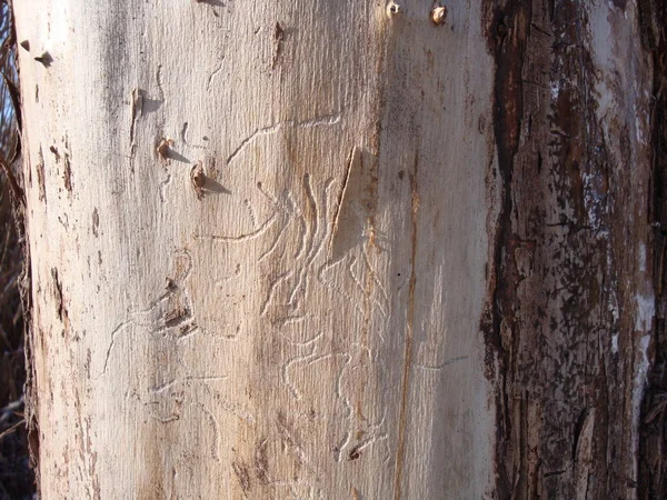나무와 살아있는 나무의 껍질의 음영을 나타냅니다 — 스톡 사진