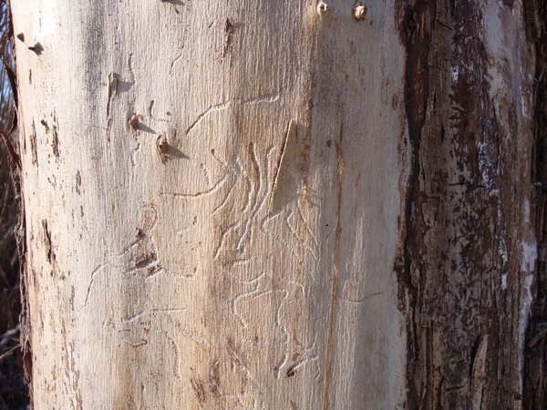 Structure Des Arbres Secs Écorce Des Arbres Vivants Nuances Brunes — Photo