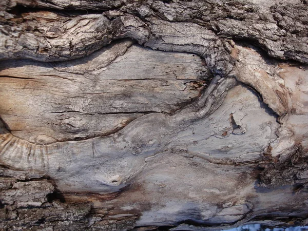Структура Сухих Дерев Кори Живих Дерев Коричневі Відтінки Природа — стокове фото