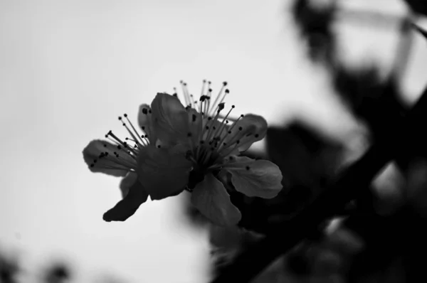 Gyönyörű Cseresznyevirág Sakura Tavasszal Kék Fekete Fehér Fotók — Stock Fotó