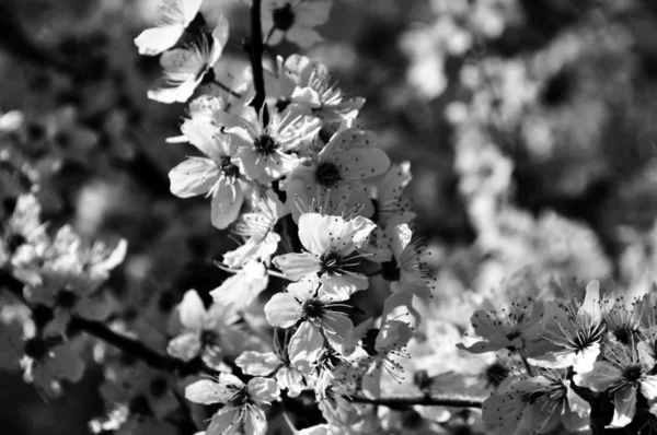 Hermosa Flor Cerezo Sakura Primavera Sobre Cielo Azul Fotos Blanco —  Fotos de Stock