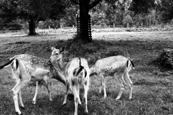 Deer in the wild of natural park. Black and white photos BW