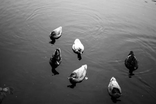 Дикие Утки Плавают Пруду Черно Белые Фотографии — стоковое фото