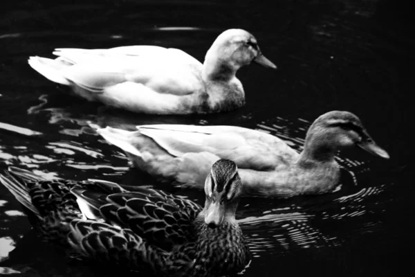 Дикие Утки Плавают Пруду Черно Белые Фотографии — стоковое фото