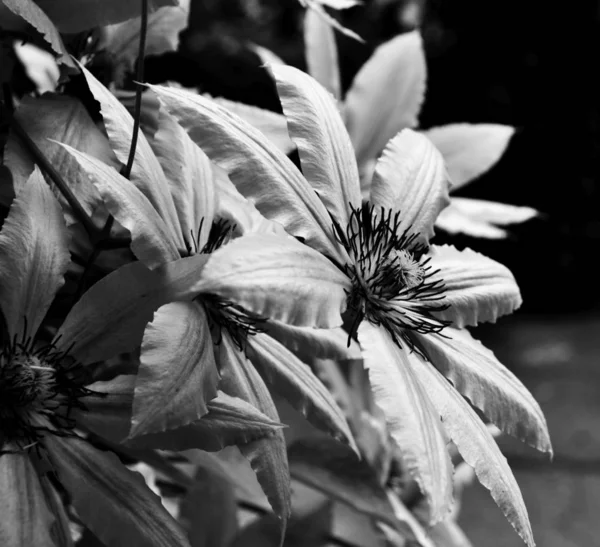 Hermosas Flores Fotos Blanco Negro Cerca —  Fotos de Stock