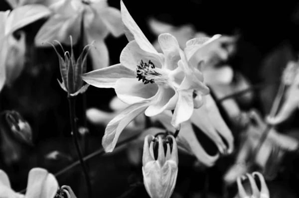 Güzel Çiçekler Siyah Beyaz Fotoğraf Portre — Stok fotoğraf