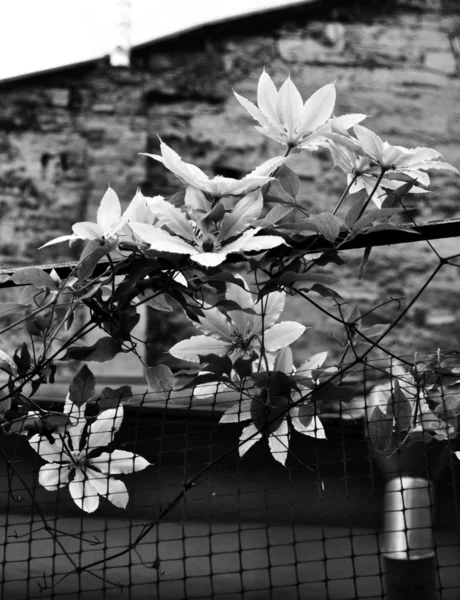 Hermosas Flores Fotos Blanco Negro Cerca — Foto de Stock