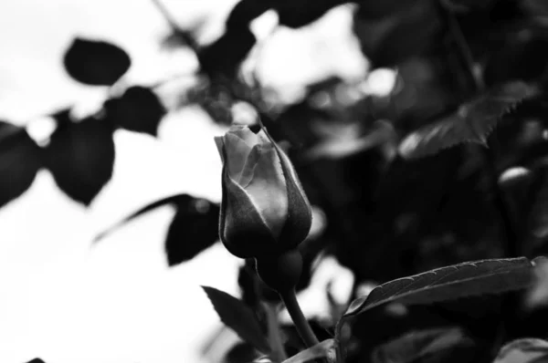 Όμορφα Λουλούδια Μαύρο Και Άσπρο Φωτογραφίες Κινηματογράφηση Πρώτο Πλάνο — Φωτογραφία Αρχείου