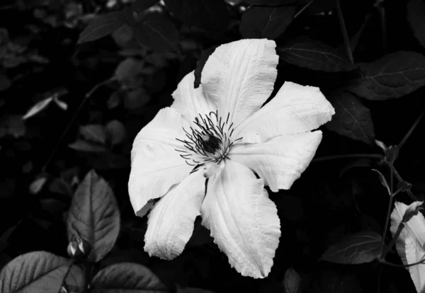 Beautiful flowers. Black and white photos closeup