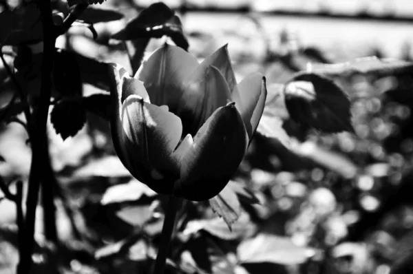 꽃입니다 흑인과 — 스톡 사진