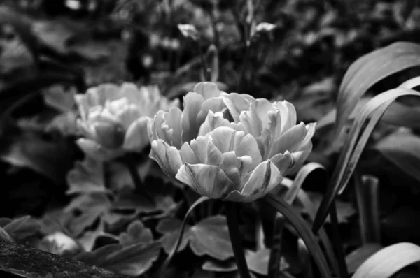 Beautiful flowers. Black and white photos closeup