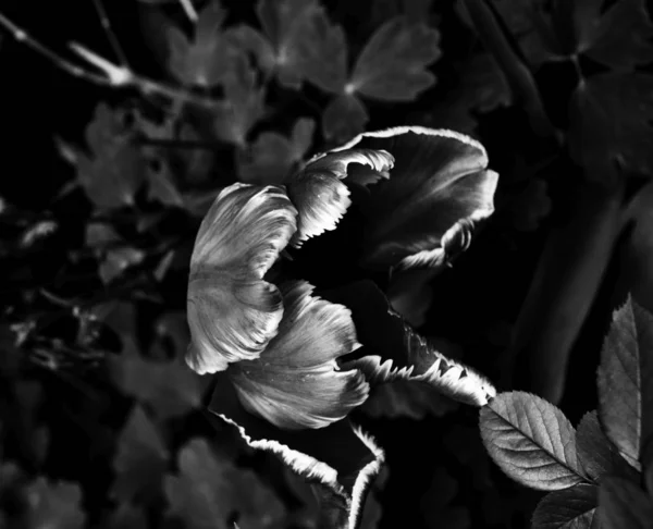 Hermosas Flores Fotos Blanco Negro Cerca —  Fotos de Stock