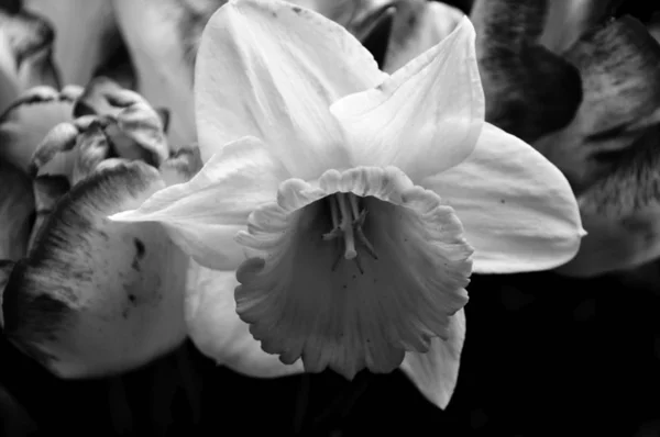 Beautiful flowers. Black and white photos closeup