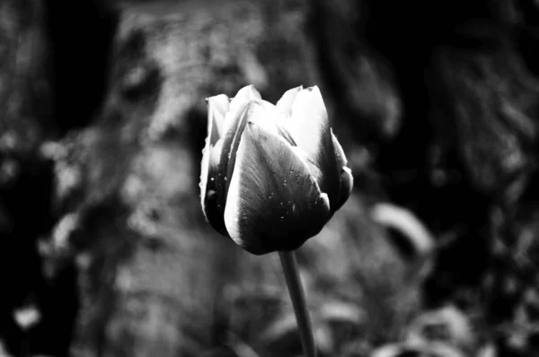 Schöne Blumen Schwarz Weiß Fotos Nahaufnahme — Stockfoto