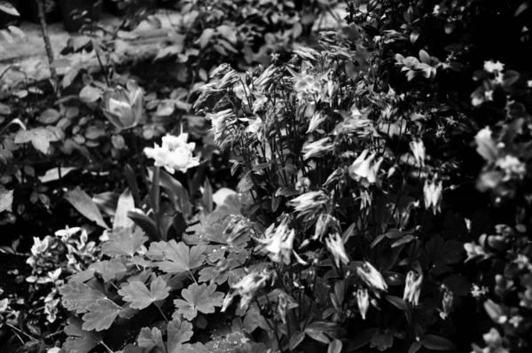 Beautiful flowers. Black and white photos closeup