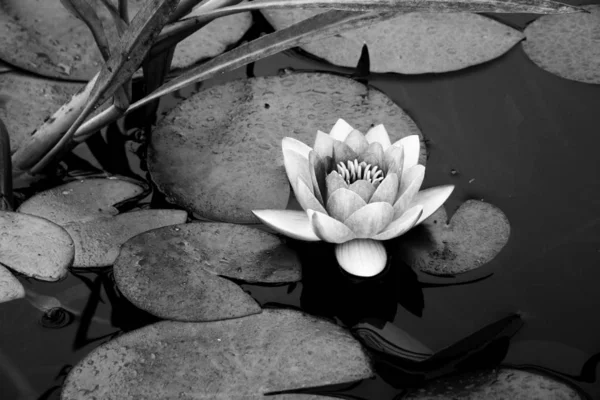 Beautiful flowers. Black and white photos closeup