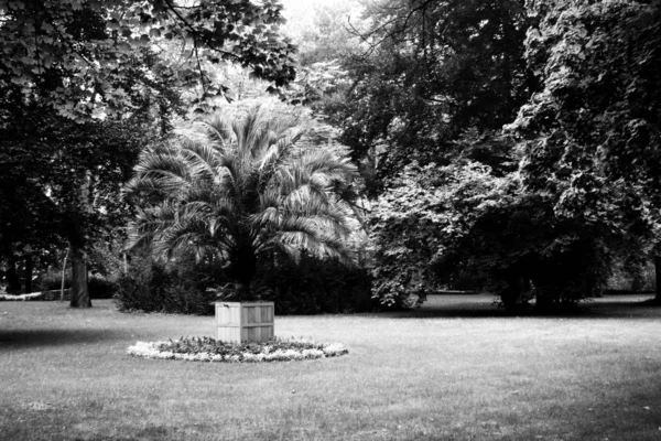 Paisaje Parque Con Hermosas Plantas Fotos Blanco Negro — Foto de Stock