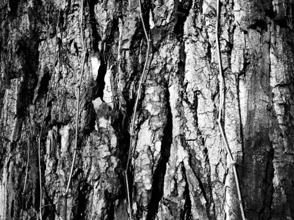 Structure of dry trees and bark of living trees. Black end white photo