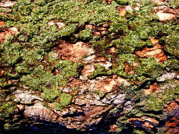 Estructura Árboles Secos Corteza Árboles Vivos Tonos Marrones Naturaleza —  Fotos de Stock