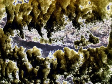 Kuru ağaçlar ve yaşayan ağaçların kabuk yapısını. Kahverengi tonları. Kar