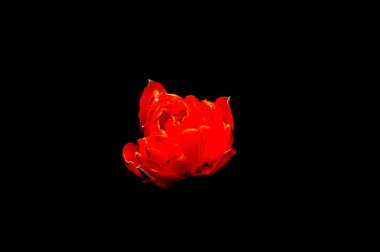 Siyah bir zemin üzerine güzel çiçekler. Yalıtılmış bir fotoğrafı. Kalite renk