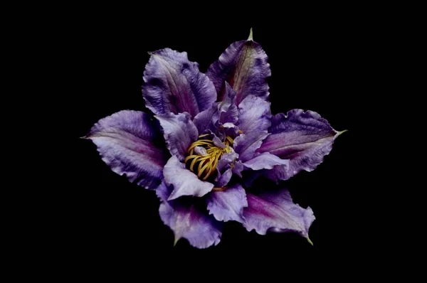 Siyah bir zemin üzerine güzel çiçekler. Yalıtılmış bir fotoğrafı. Kalite renk