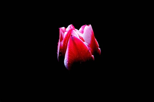 Belles Fleurs Sur Fond Noir Une Photographie Isolée Couleur Qualité — Photo