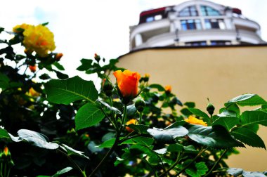 Yeşil yeşillik zemin üzerine pembe, turuncu ve kırmızı güller