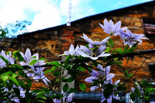 Floraler Hintergrund Blumenrahmen Aus Weißen Blüten Und Grünen Blättern Isoliert — Stockfoto