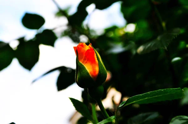 Roze Oranje Rode Rozen Achtergrond Van Het Groene Loof — Stockfoto