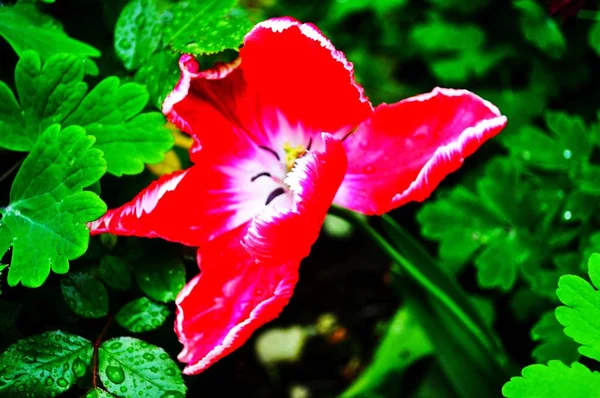 Fine Art Still Life Bright Colorful Macro Flower Portrait Single — Stock Photo, Image