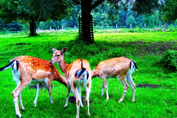 白尾鹿鹿雄鹿在夏天天鹅绒站在树林里开放 — 图库照片