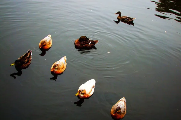 Самцы Самки Кряквы Плавают Пруду Зеленой Водой Поисках Пищи — стоковое фото