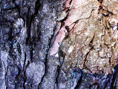 Sorunsuz ağaç kabuğu doku. Web sayfası dolgu veya grafik tasarım için sonsuz ahşap arka plan. Neon